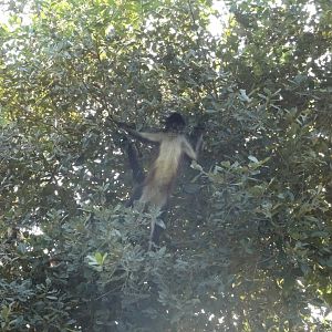 Central American Spider Monkey