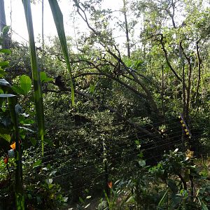 Spider Monkey Exhibit