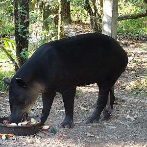Baird's Tapir