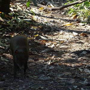 Wild Agouti- in Tapir Exhibit