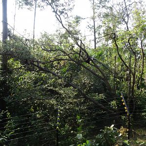 Second Spider Monkey Exhibit