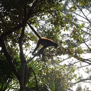 Spider Monkey