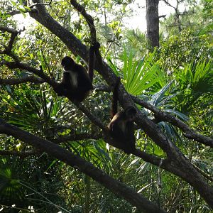 Spider Monkeys