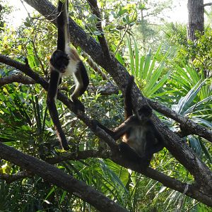 Spider Monkeys