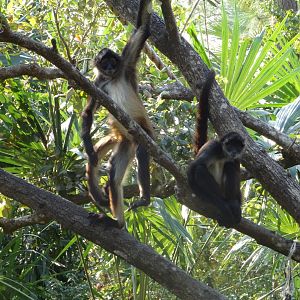 Spider Monkeys