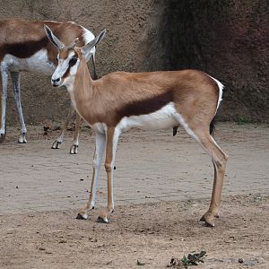 Springbok (Antidorcas marsupialis), 2023-07-18