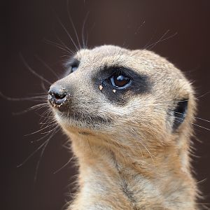 Meerkat (Suricata suricatta), 2023-07-18
