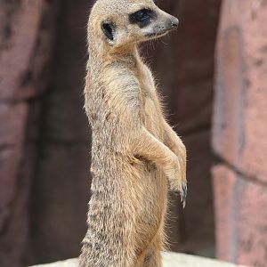 Meerkat (Suricata suricatta), 2023-07-18