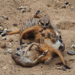 Meerkats (Suricata suricatta), 2023-07-18