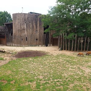 Savanna separation paddock - With red river hogs at the time of my visit, 2023-07-18