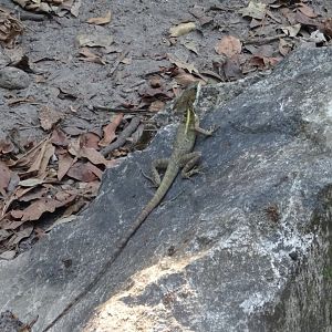 Brown Basilisk (wild)