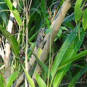 Spiny-Tailed Iguana (wild)