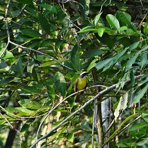 Great Kiskadee (wild)