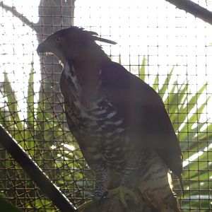 Ornate Hawk Eagle