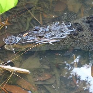 Unsigned Morelet's Crocodile