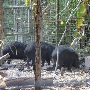 White-Lipped Peccaries