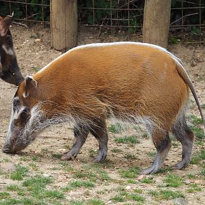 Red river hog (Potamochoerus porcus), 2023-07-18