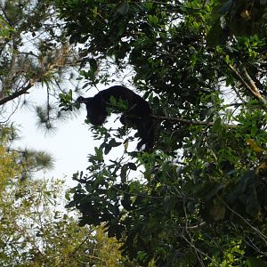 Yucatan Black Howler Monkey