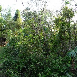 Yucatan Black Howler Monkey Exhibit