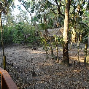 Collared Peccary Exhibit