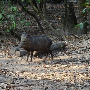 Collared Peccary