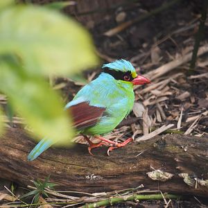 Javan green magpie, Cissa thalassina