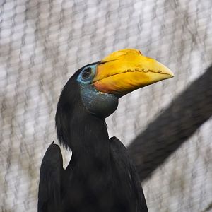 Wrinkled hornbill, Rhabdotorrhinus corrugatus