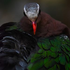Grey-capped emerald dove, Chalcophaps indica