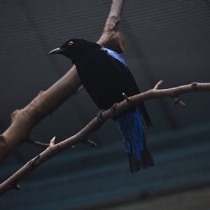 Asian fairy bluebird, Irena puella