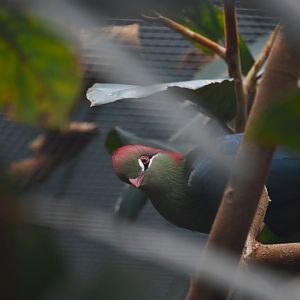 Fischer’s turaco, Tauraco fischeri