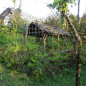 White-Nosed Coati Exhibit