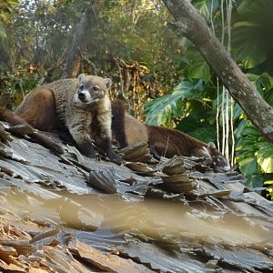 White-Nosed Coati