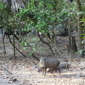 Collared Peccaries
