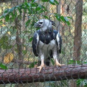 Harpy Eagle