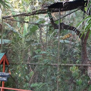 Northern Tamandua Exhibit