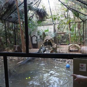 Neotropical River Otter Exhibit