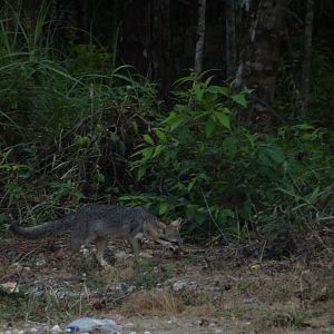 Wild Grey Fox