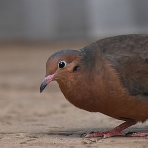 Socorro dove, Zenaida graysoni