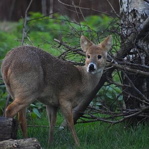 Chinese water deer, Hydropotes inermis