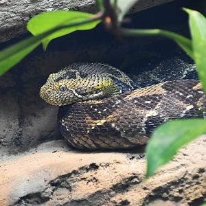 Ethiopian mountain adder, Bitis parviocula