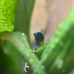 Turquoise dwarf gecko, Lygodactylus williamsi