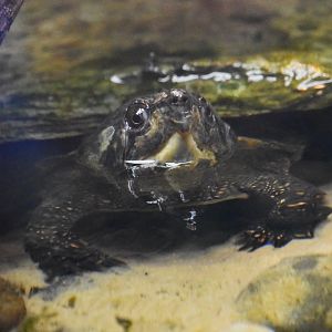 Big-headed turtle, Platysternon megacephalum megacephalum