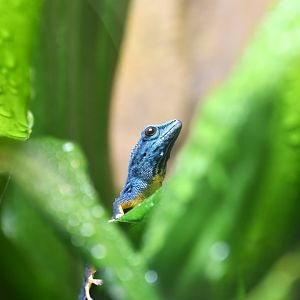 Turquoise dwarf gecko, Lygodactylus williamsi