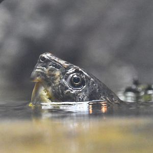 Chinese big-headed turtle, Platysternon megacephalum megacephalum
