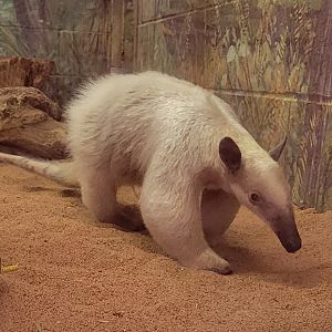 Female Southern Tamandua - LA Zoo - March 2024