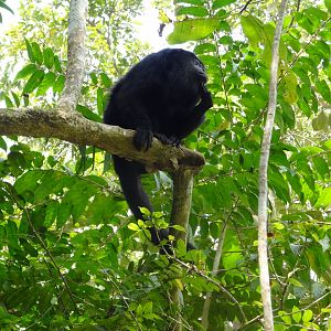 Community Baboon Sanctuary- Yucatan Black Howler Monkey