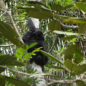 Community Baboon Sanctuary- Yucatan Black Howler Monkey with Infant