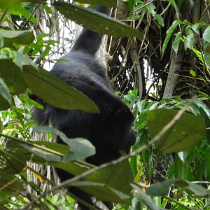 Community Baboon Sanctuary- Yucatan Black Howler Monkey