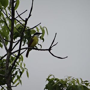 Community Baboon Sanctuary- Great Kiskadee