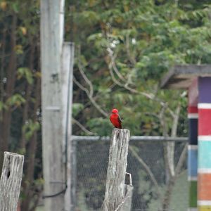 Community Baboon Sanctuary- Vermillion Flycatcher